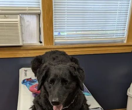 Naples Veterinary Clinic