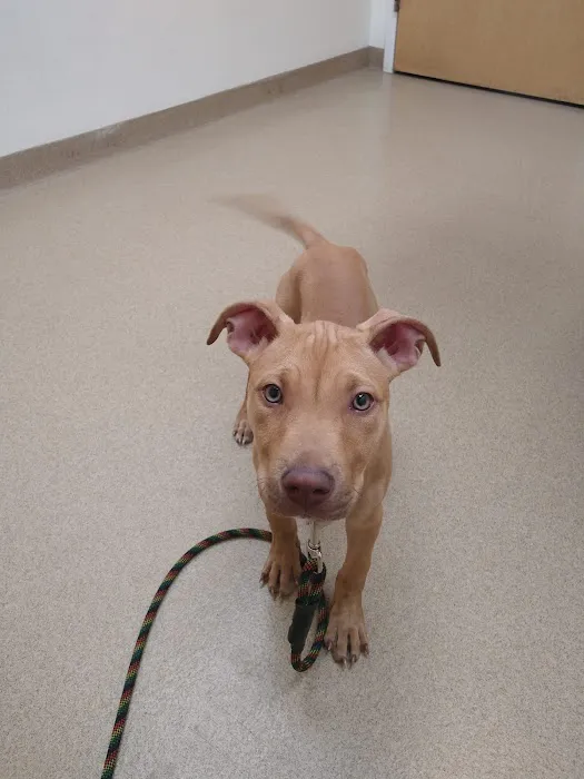 VCA Standish Animal Hospital Picture 2
