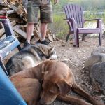 VCA Standish Animal Hospital