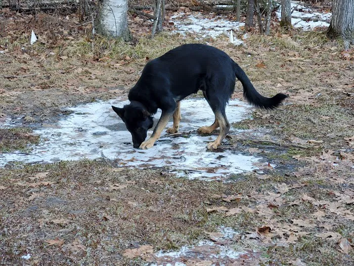 VCA Standish Animal Hospital Picture 8
