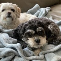 Jordan Bay Animal Hospital ico