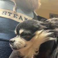 First Choice Animal Care and Surgery Center ico