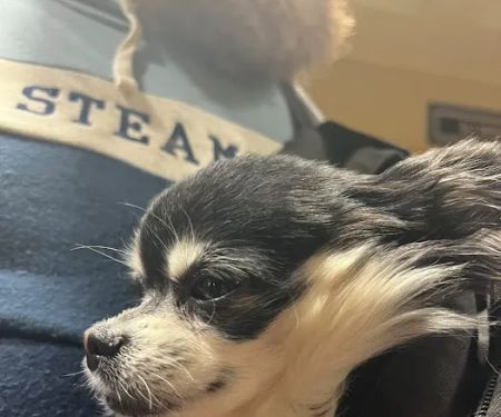 First Choice Animal Care and Surgery Center