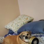 Southern Maine Veterinary Care