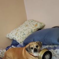 Southern Maine Veterinary Care ico