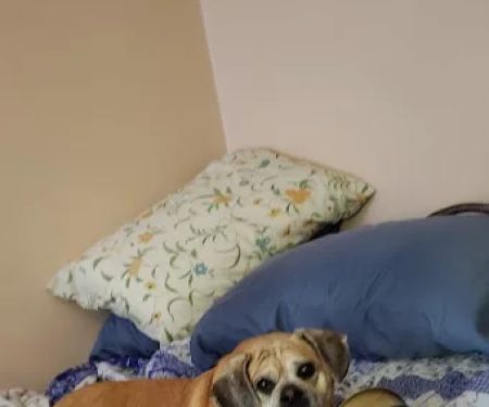 Southern Maine Veterinary Care
