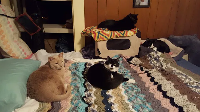 Southern Maine Veterinary Care Picture 7