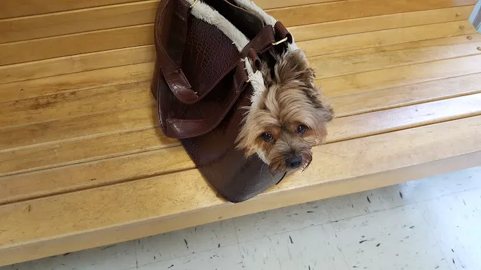 Southern Maine Veterinary Care Picture 6