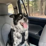 Edgewood Animal Hospital