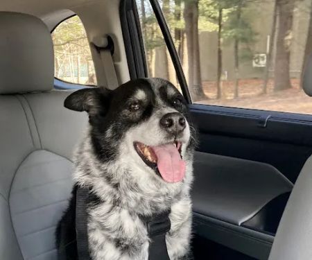 Edgewood Animal Hospital