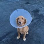 York County Veterinary Hospital