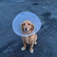 York County Veterinary Hospital ico