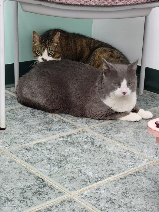 York County Veterinary Hospital Picture 8