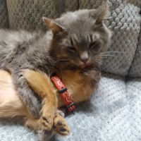 Oxford Hills Veterinary Hospital ico