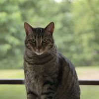 Poland Animal Hospital ico