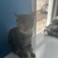 Kind Animal Care ico