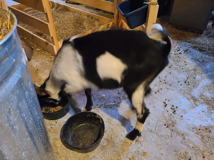 Kind Animal Care Picture 4