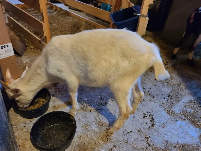 Kind Animal Care Picture 5