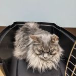 Mechanic Falls Veterinary Hospital