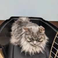 Mechanic Falls Veterinary Hospital ico