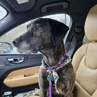 Hampstead Animal Hospital ico