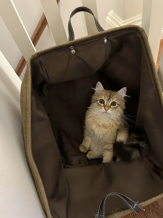 NH Siberian Cats & Kittens Picture 1