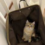 NH Siberian Cats & Kittens