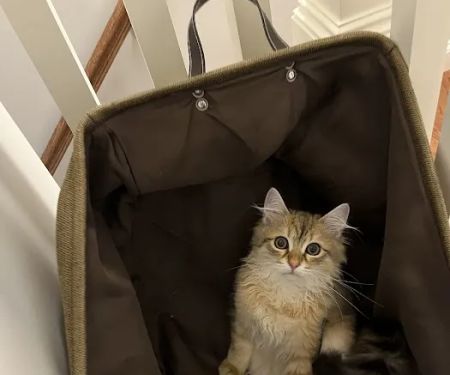 NH Siberian Cats & Kittens