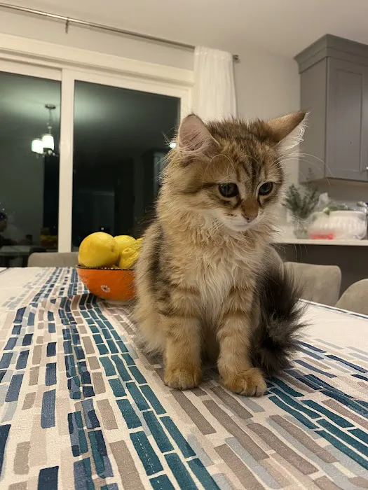 NH Siberian Cats & Kittens Picture 3
