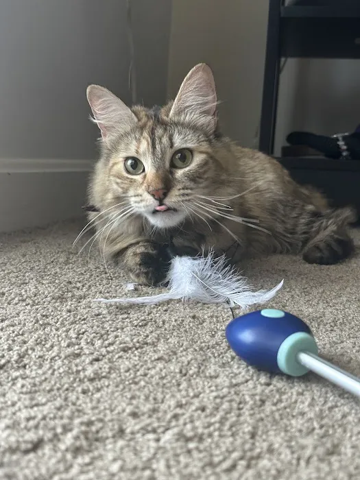 NH Siberian Cats & Kittens Picture 4
