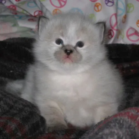 NH Siberian Cats & Kittens Picture 6