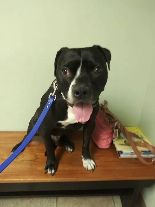 Edgefield Veterinary Hospital, LLC Picture 4