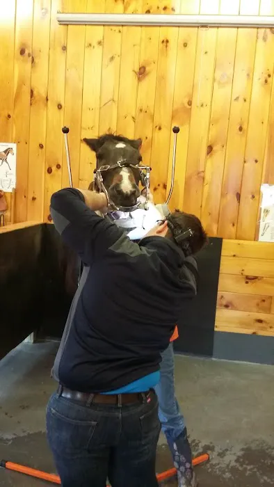 TNT Equine Picture 1