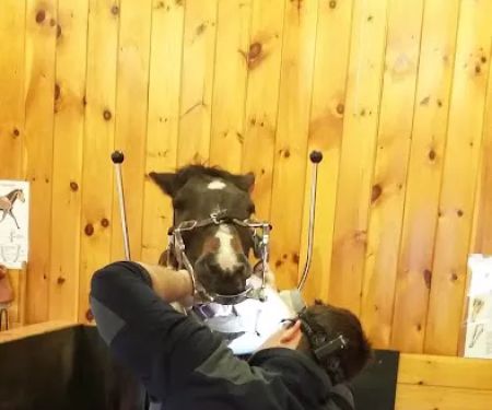TNT Equine