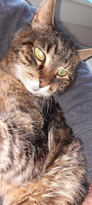 Angelus Urgent Veterinary Care Picture 1