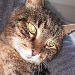 Angelus Urgent Veterinary Care