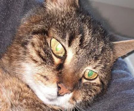 Angelus Urgent Veterinary Care