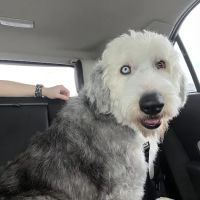 Wells Dog and Cat Hospital ico