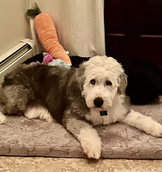 Wells Dog and Cat Hospital Picture 2