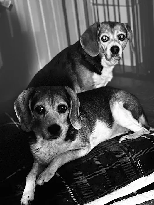Wells Dog and Cat Hospital Picture 7