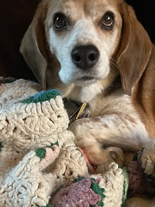 Wells Dog and Cat Hospital Picture 5