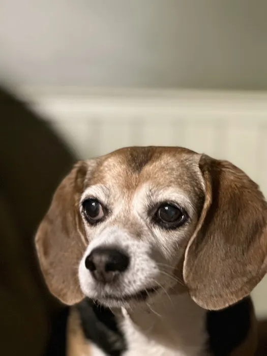 Wells Dog and Cat Hospital Picture 8