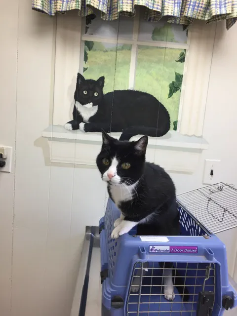 Brockton Animal Hospital Picture 6