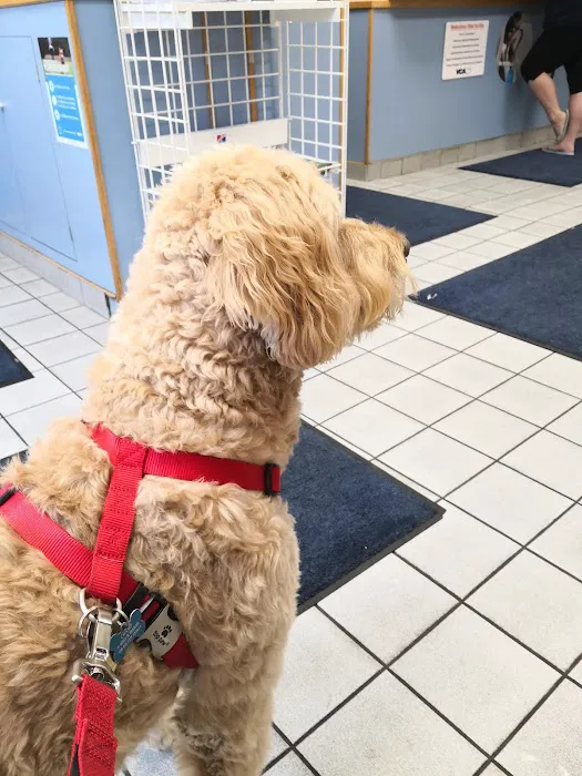 VCA North Main Street Veterinary Clinic Picture 1