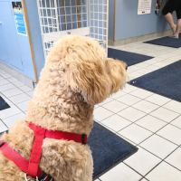 VCA North Main Street Veterinary Clinic ico