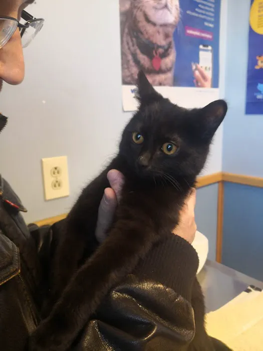 VCA North Main Street Veterinary Clinic Picture 5