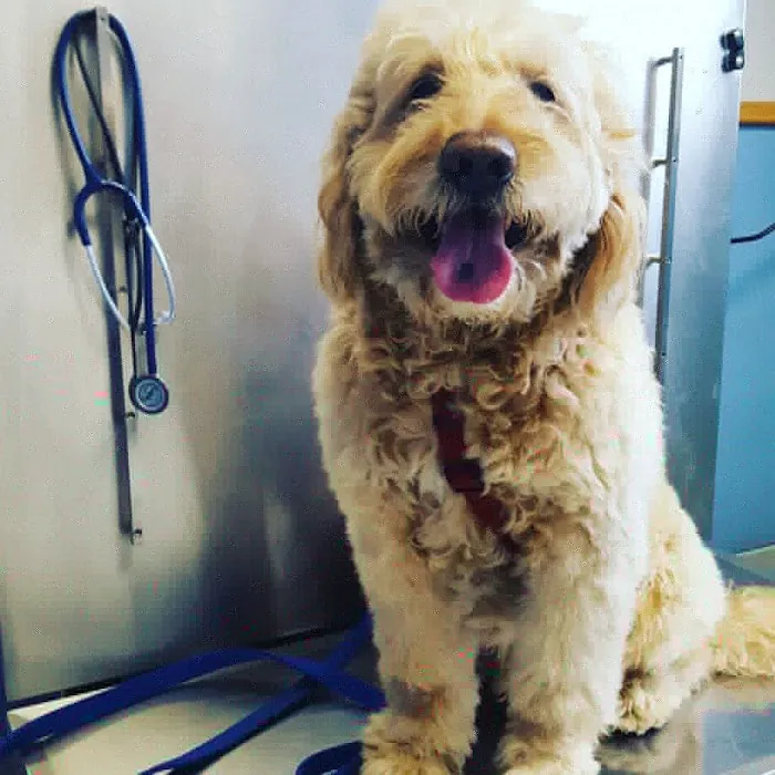 VCA North Main Street Veterinary Clinic Picture 4