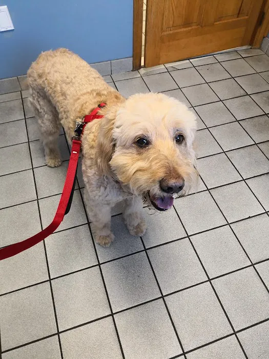 VCA North Main Street Veterinary Clinic Picture 9
