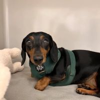 Small Door Veterinary - Newton Centre ico