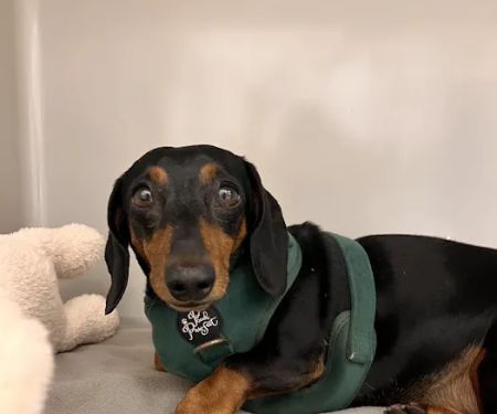 Small Door Veterinary - Newton Centre